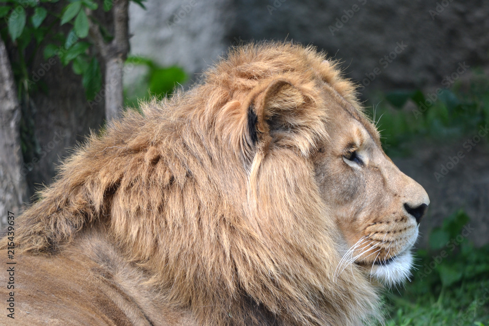 Lion watching in a distance