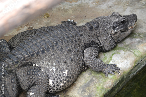 Crocodile - aligator - predator