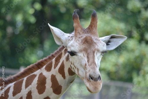 Giraffe - head, close-up © PX Media