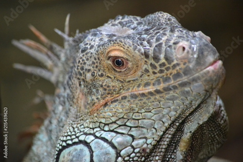 Lizard - head  close-up