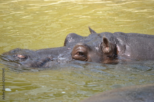 Hippopotamus swimming in water