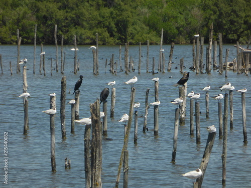 Oiseaux perchés