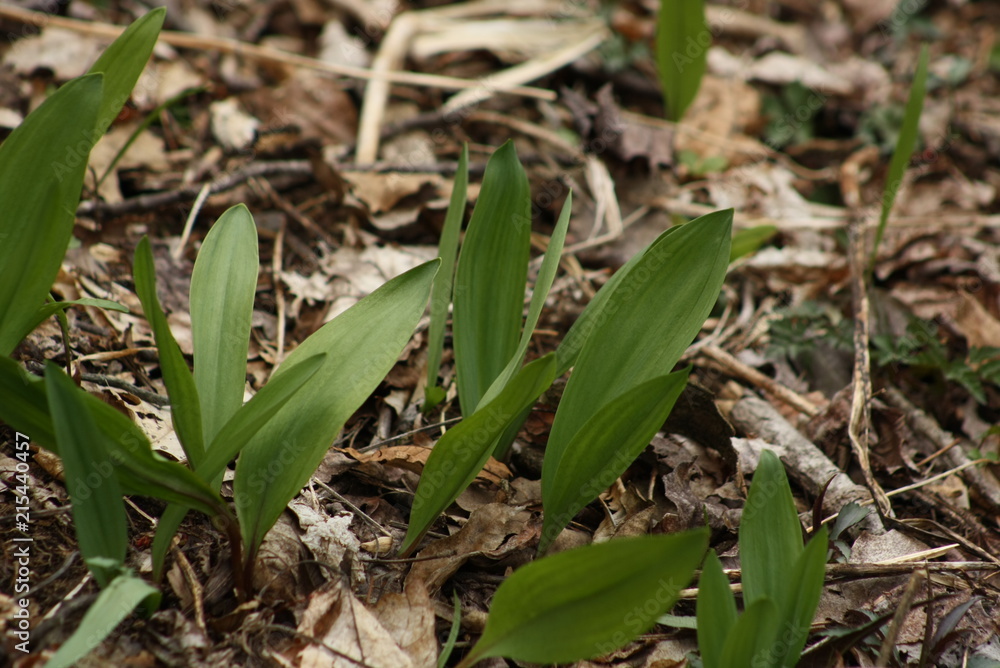 Ramps Ramps