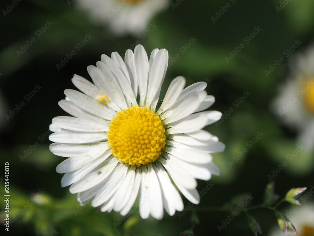 Gänseblümchen Gänseblümchen