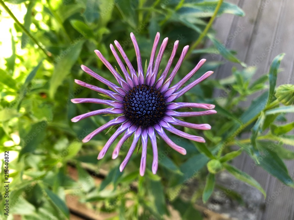 Obraz premium Osteospermum Nasinga Purple flower