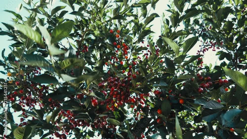 Cherries in the wind. Cherries in the wind.