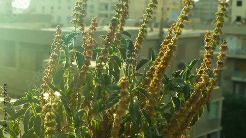 basil plant shaking in the air of the city photo