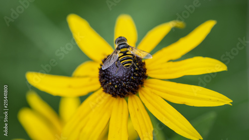 Cuadro en lienzo A small yellow and black hoverfly mimics the look of a bee as it lands in the center of a black-eyed susan flower