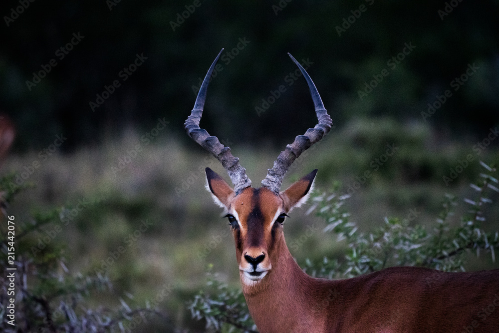 Naklejka premium Impala Male