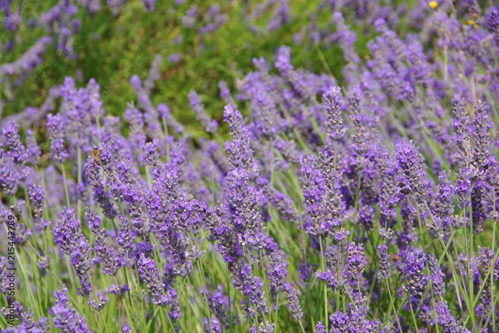 Fototapeta premium lavender flowers in UK