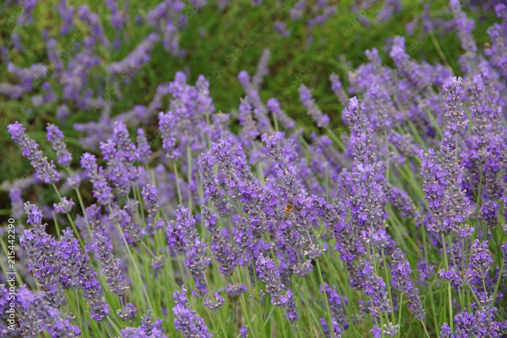 lavender flower in UK