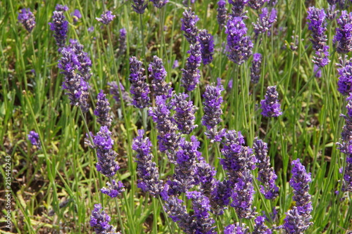 Lavender flowers in UK