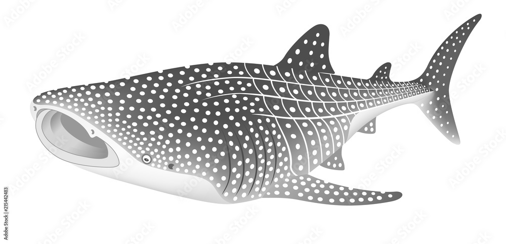 ジンベエザメ ジンベイザメ 白背景 Stock ベクター Adobe Stock