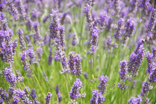 lavender flowers in UK © yare yare
