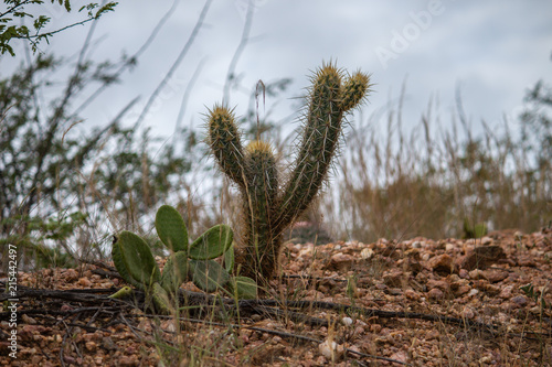 Cactos Com Espinhos No Sertao Brasileiro Stock Photo Adobe Stock