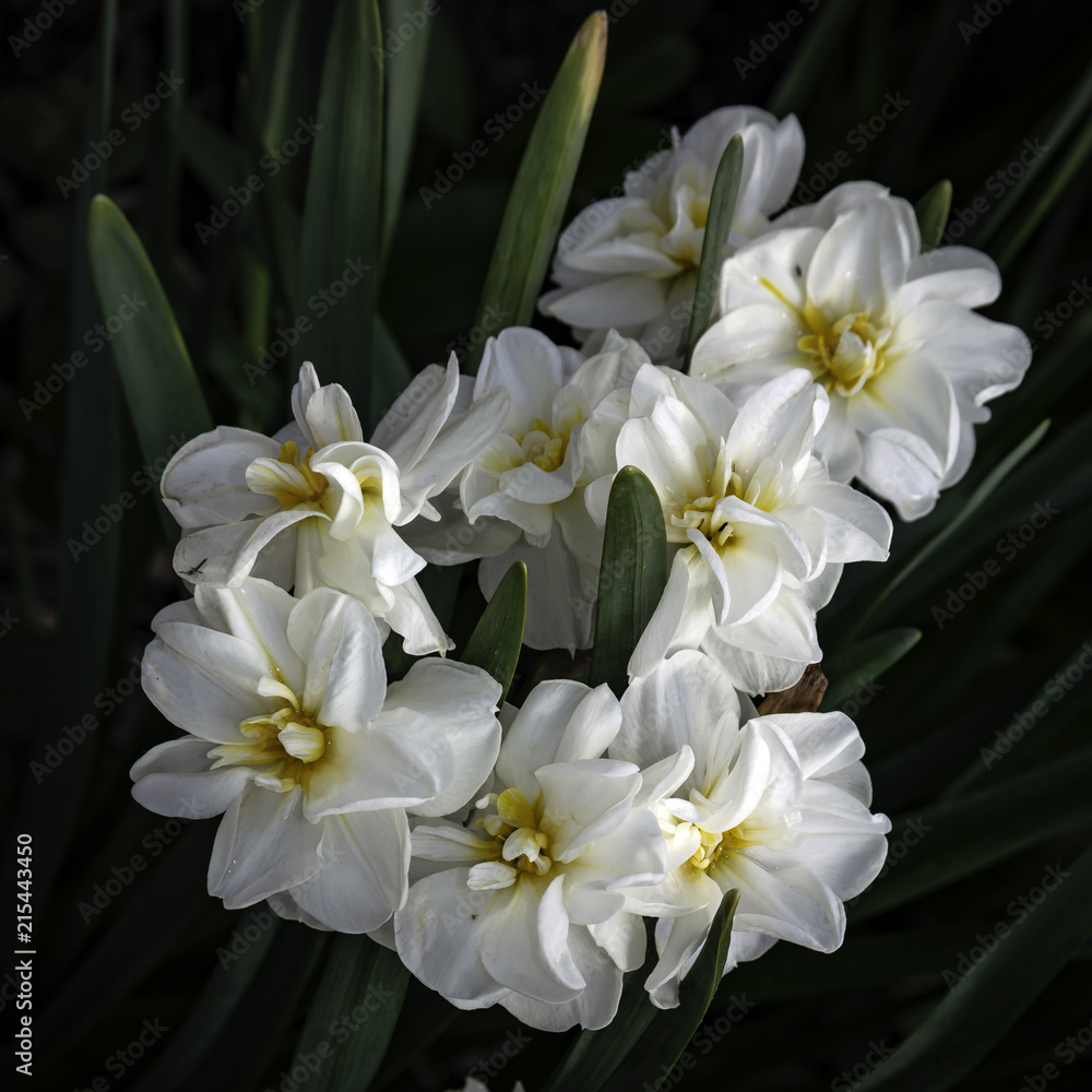White Begonia Cluster White Begonia Cluster