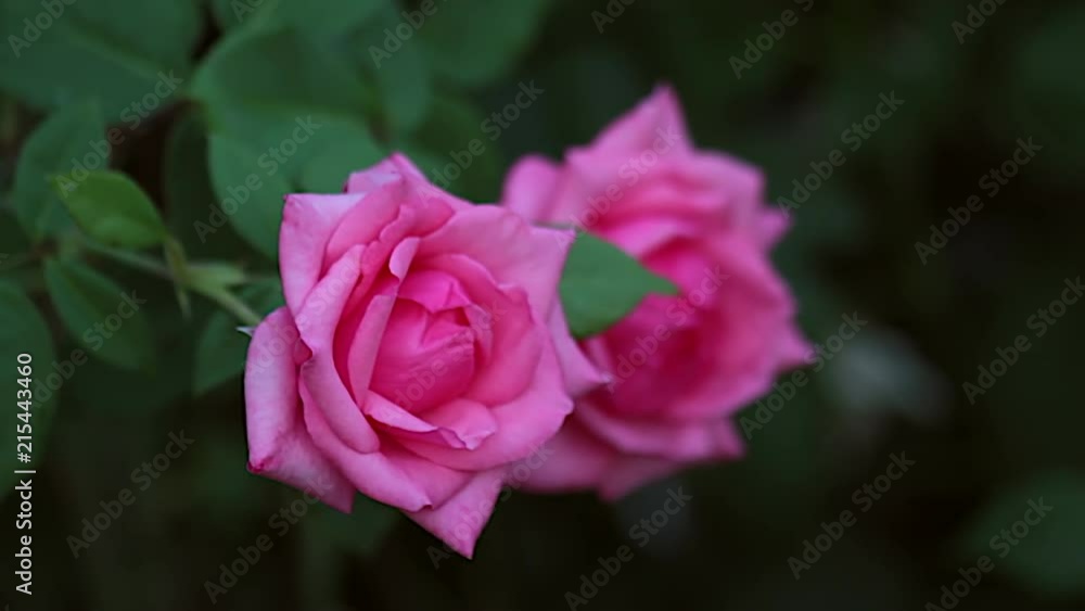 Dos Rosas de color rosa entre hojas verdes Dos Rosas de color rosa entre hojas verdes