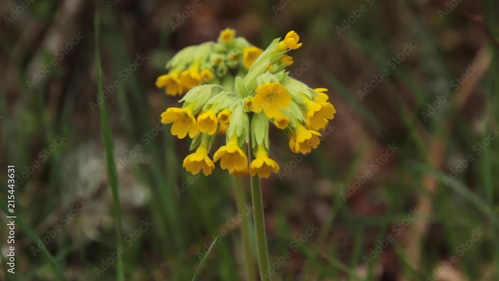 Planta silvestre con flores amarillas Primula veris
Planta silvestre con flores amarillas Primula veris