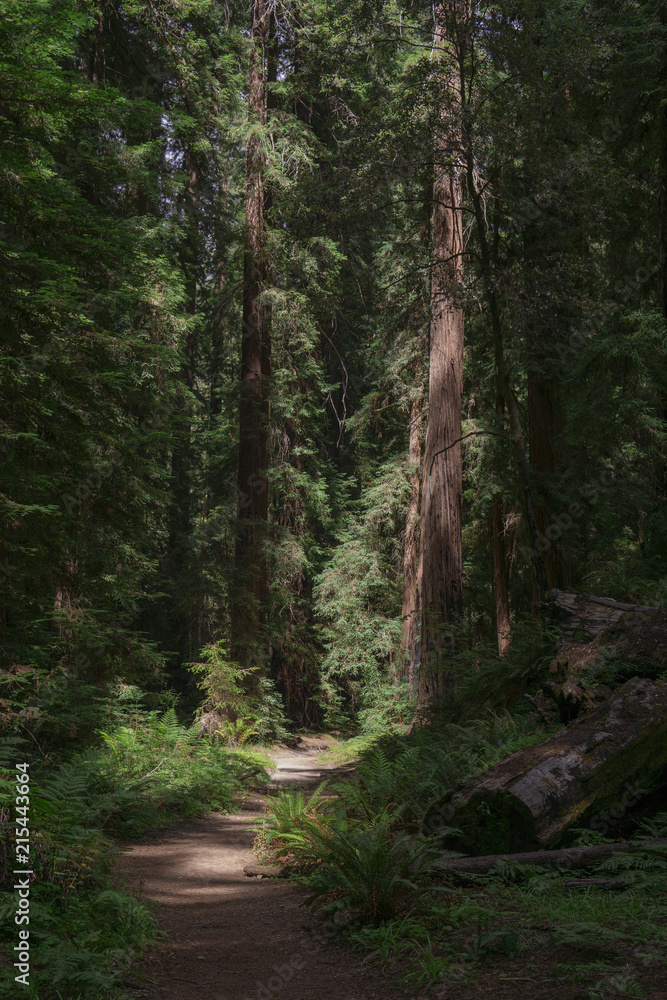 Montgomery Redwood Forest Montgomery Redwood Forest