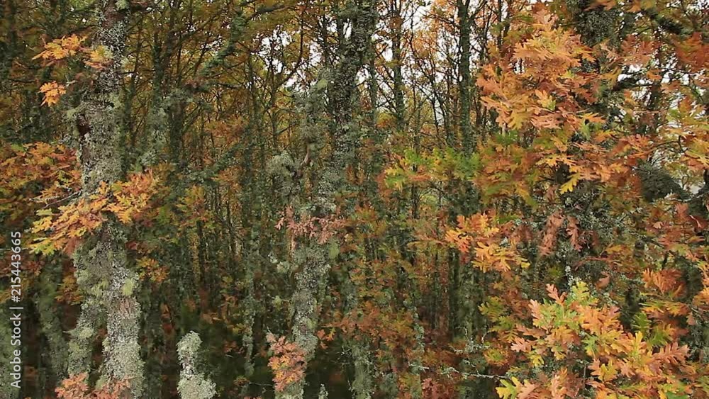 Robles jovenes, con colores del otoño , con las hojas y los troncos cubiertos por liquenes moviendose por el viento
Robles jovenes, con colores del otoño , con las hojas y los troncos cubiertos por liquenes moviendose por el viento