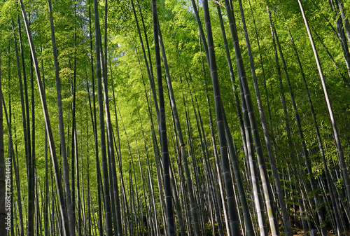 Bamboo forest-7