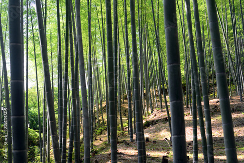Bamboo forest-8