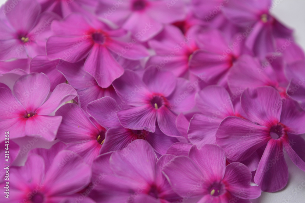 pink with purple phlox flowers, beautiful pastel gentle floral composition, background