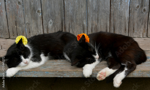 two black and white cat sleeping, funny lazy pets, rest, fatigue