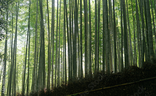 Bamboo forest-10