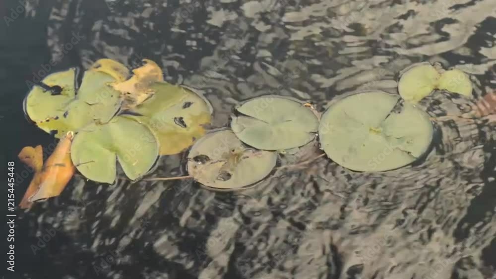 Lily pads surfaced on the lake water fro frogs and other insect to stop in for a break, Lily pads surfaced on the lake water fro frogs and other insect to stop in for a break,
