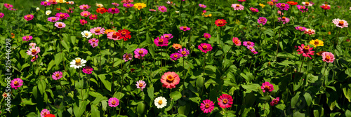 Billede på lærred Panorama of a flower bed of flowers of zinnia