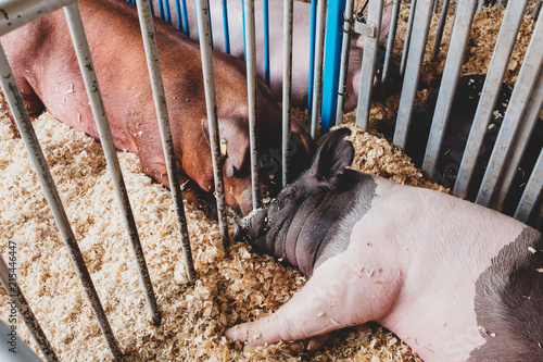 sleeping pigs at the fair