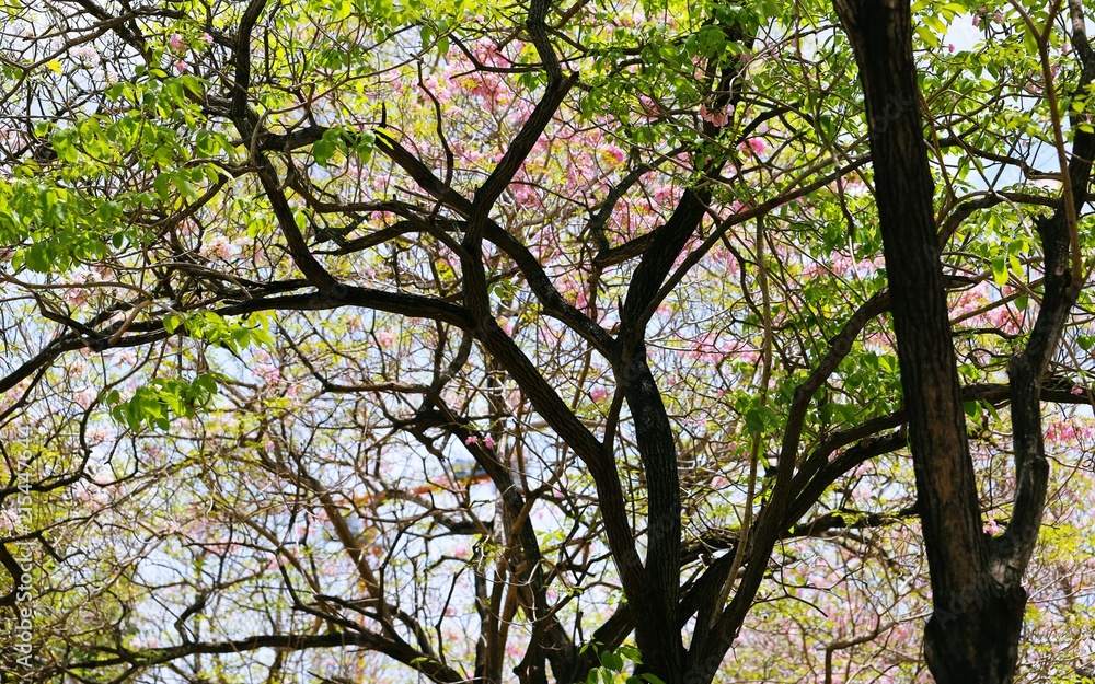 Obraz premium Looking up beautiful tree branches and pink cherry blossom in the fresh nature park blur background