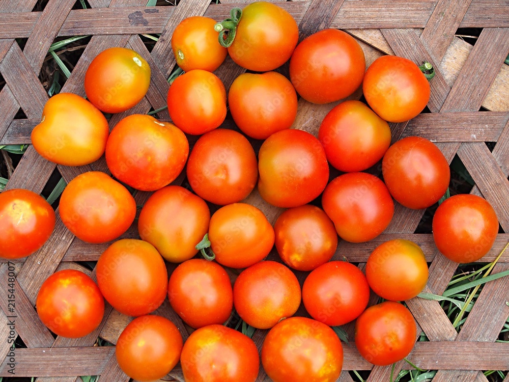 畑で完熟したプチトマト