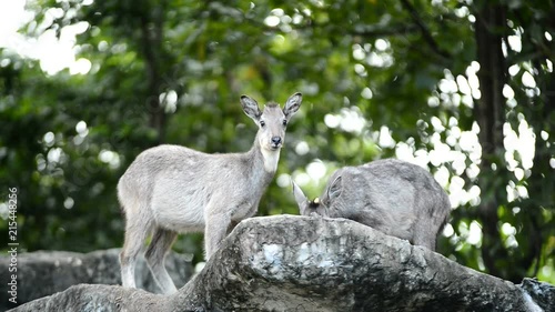 goral standing on the rock photo