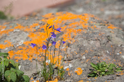 Wildflowers growing by the shore of Lake Superior