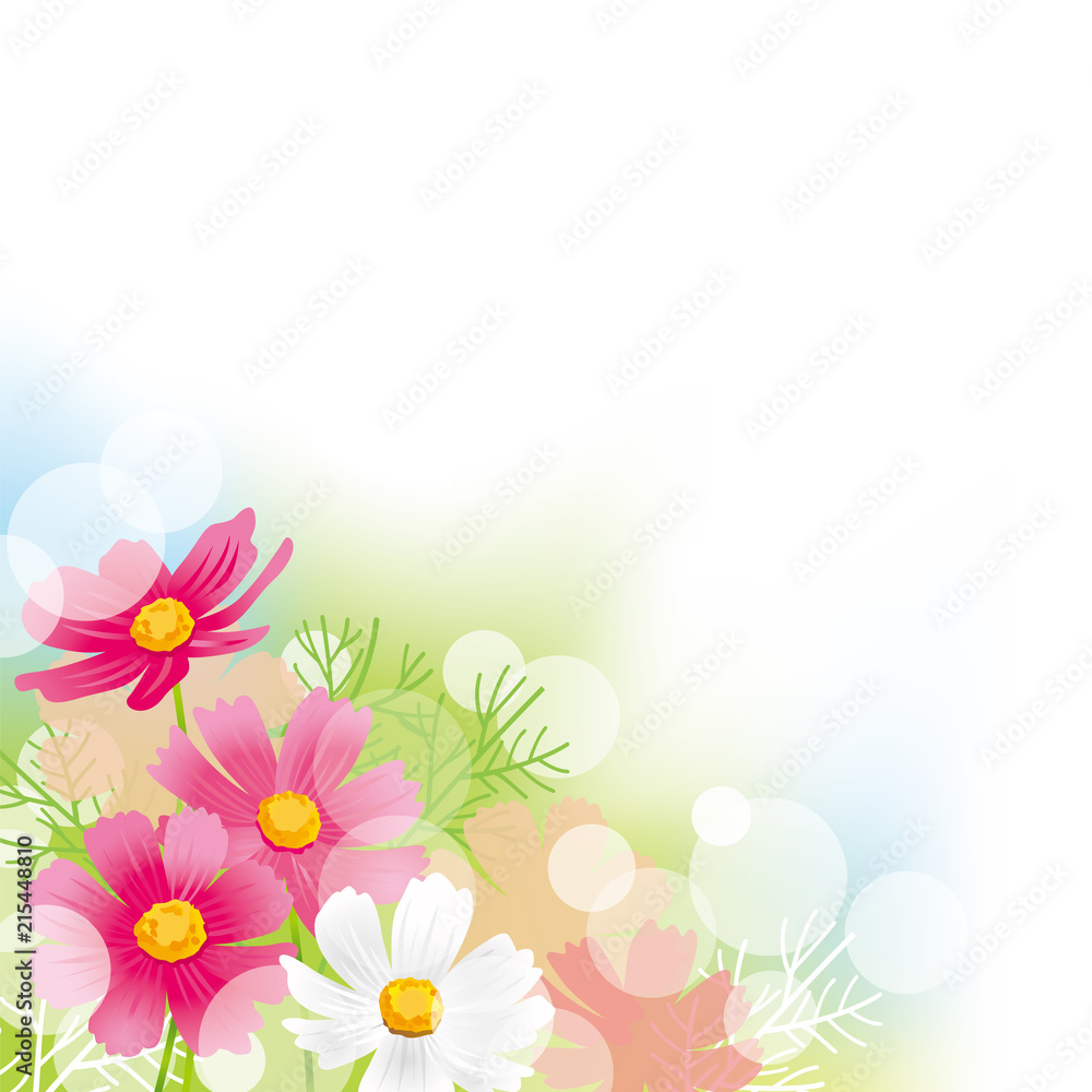 Fototapeta premium コスモス グラ