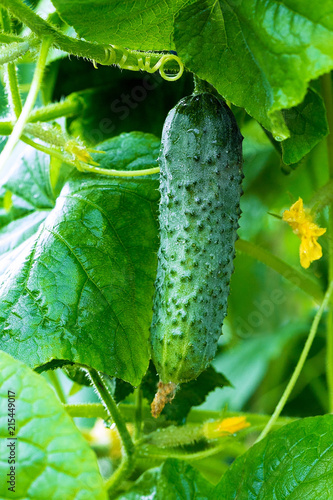 Young plant cucumber on branch with green leafs.Vertical picture.Growing cucumber.