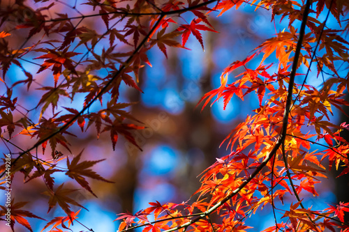 秋の紅葉 © Daigo Hoya* / 保谷提吾