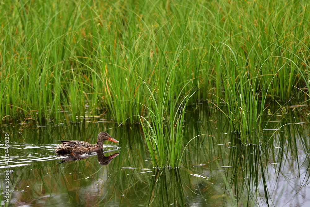 A Northern Shoveler (Spatula clypeata) at Alaska's Reflections Lake A Northern Shoveler (Spatula clypeata) at Alaska's Reflections Lake