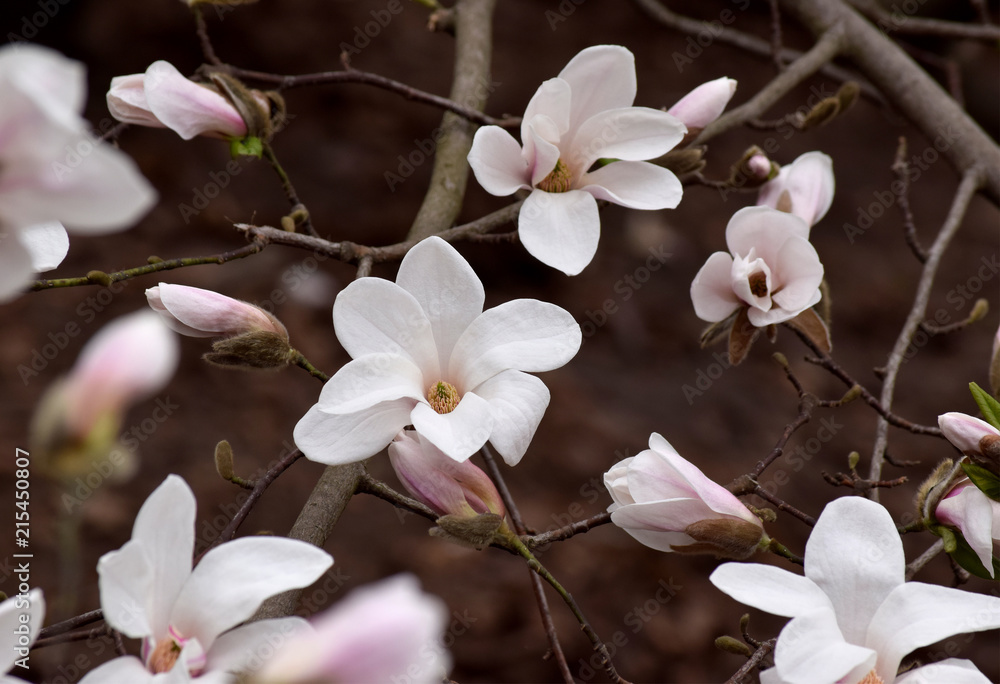 Fototapeta premium Mysterious spring background with white magnolia flowers