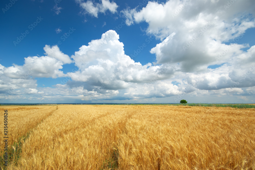 Meadow of yellow wheat.