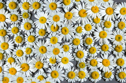 carpet of daisies, a lot of daisies on a gray background, top view
