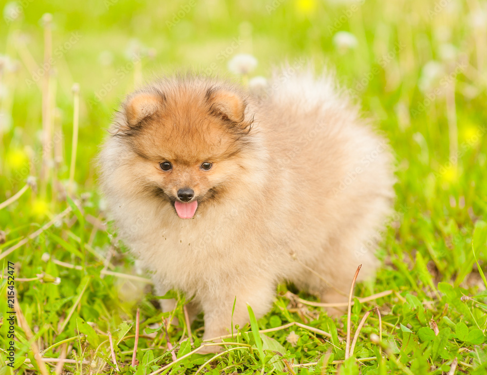 Spitz puppy standing on summer grass Spitz puppy standing on summer grass