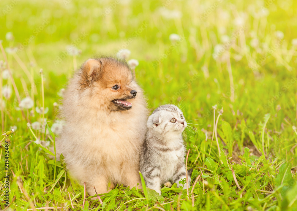 Spitz puppy and scottish tabby kitten on a summer grass looking away. Space for text