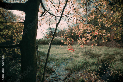 Fall Pond with Grass