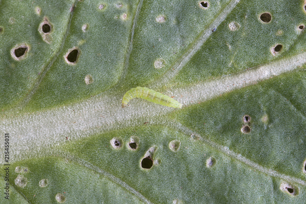 worm diamondback moth on cabbage worm diamondback moth on cabbage