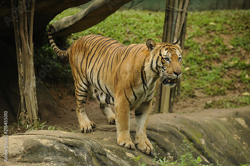 The Malayan tiger  Panthera tigris 