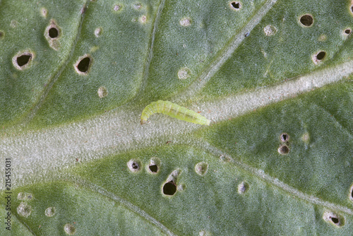 Konstfotografi worm diamondback moth on cabbage