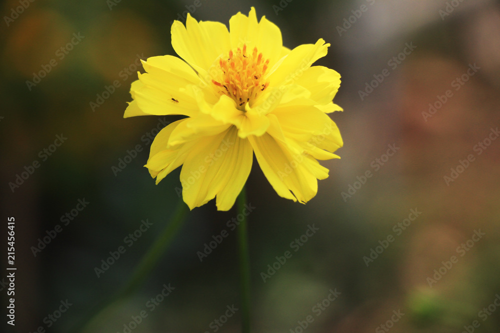 A yellow flower in the garden on summer. A yellow flower in the garden on summer.